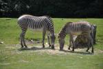 2013 07 06 beauval 086